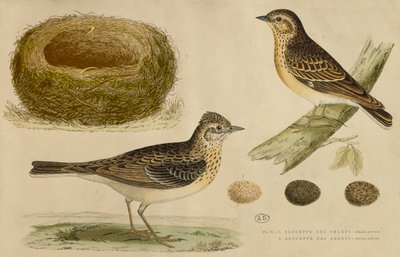 Allodola e allodola degli alberi da Paul Louis Oudart